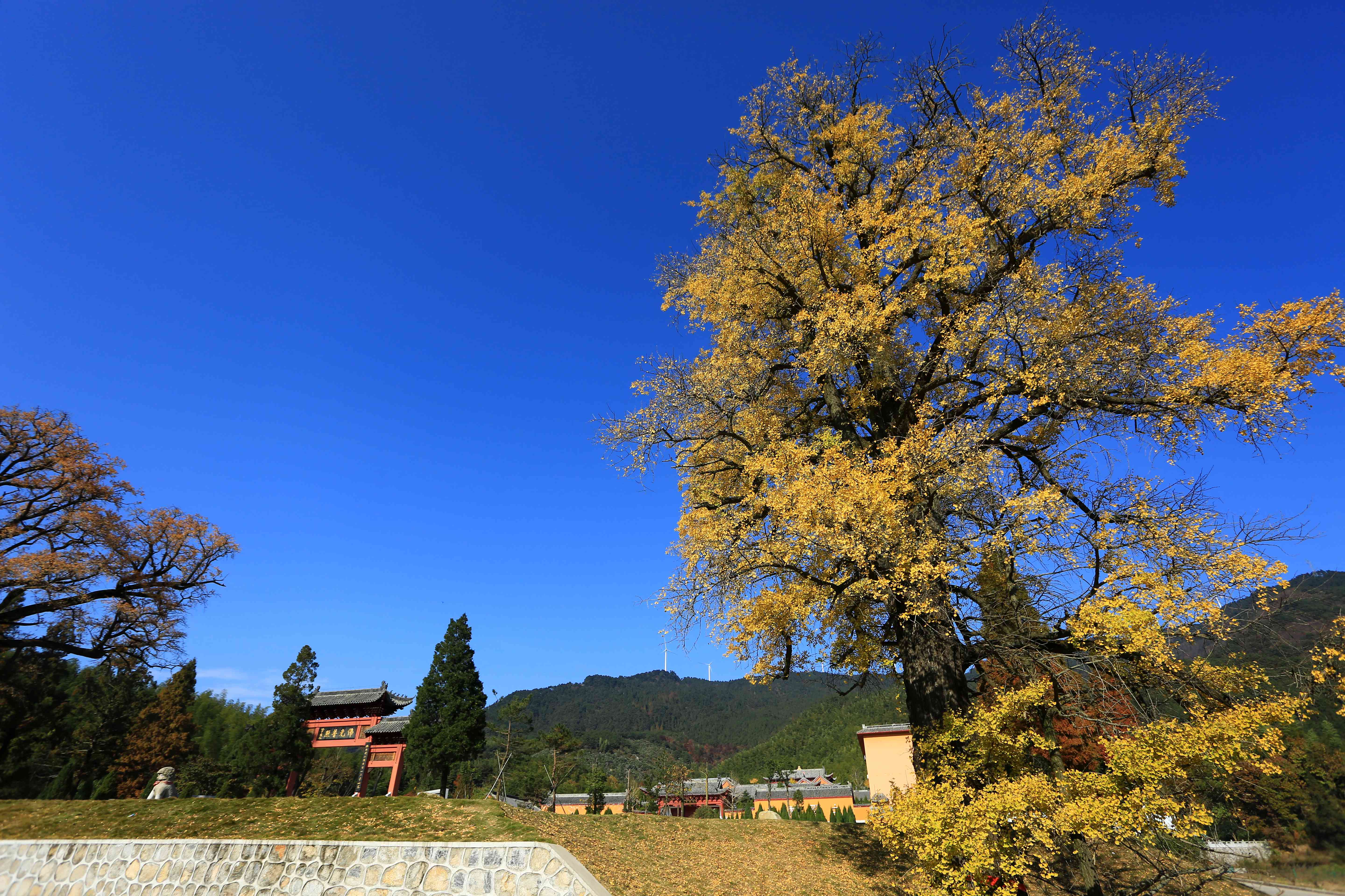 信阳黄柏山法眼寺 数名僧人银杏树下祈福国泰民安繁荣昌盛