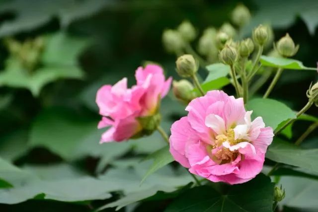 今年武侯區新增這幾個芙蓉花觀賞點你去看了嗎