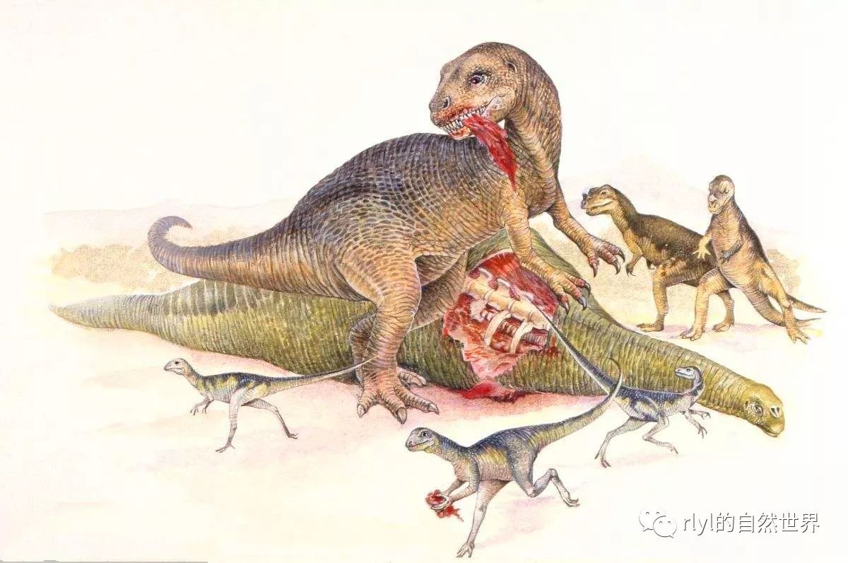 恐龙的吃食图片