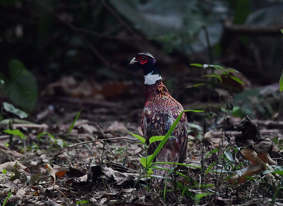 雉鸡(学名:phasianus colchicus),别名环颈雉,野鸡201711