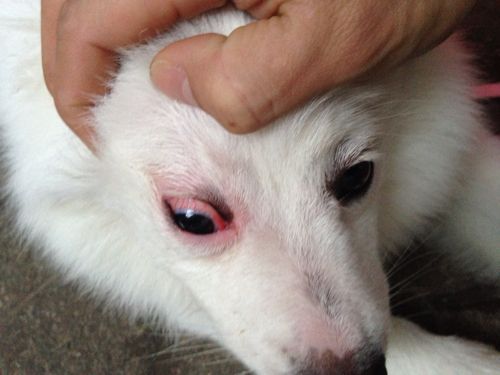 狗狗眼睛红是因为眼部出现了炎症导致的