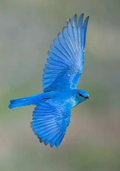 罕见鸟中蓝精灵太珍贵了