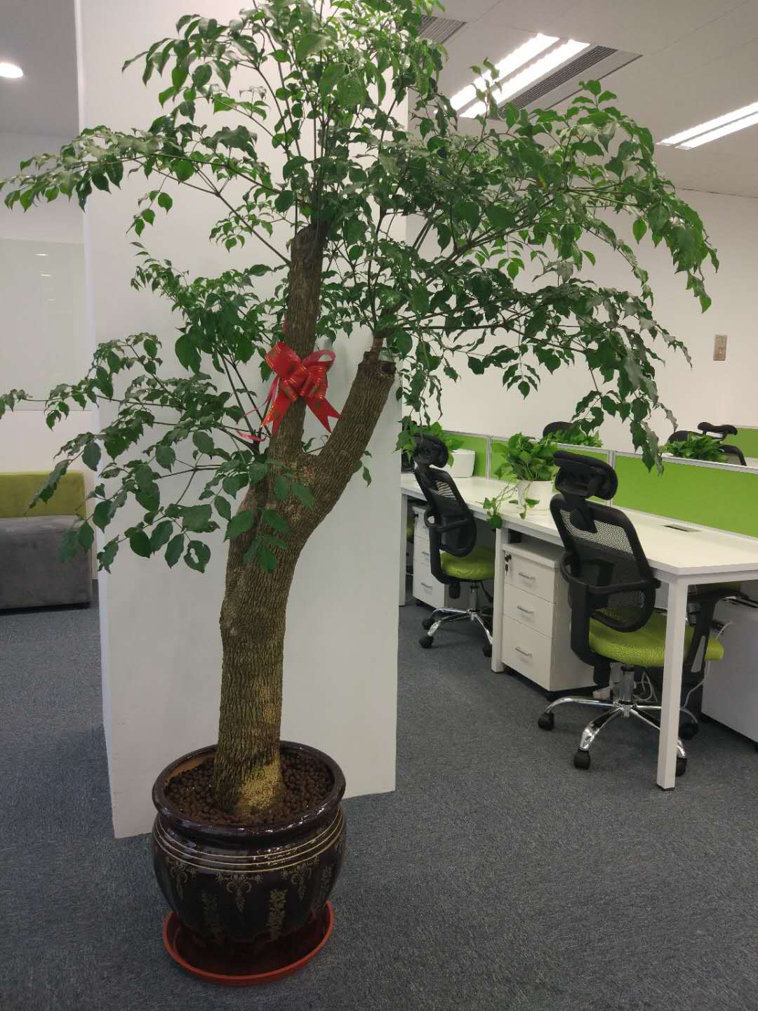仿真绿植发财树办公室假树简约植物盆栽客厅花大型落地装饰塑料树-淘宝网