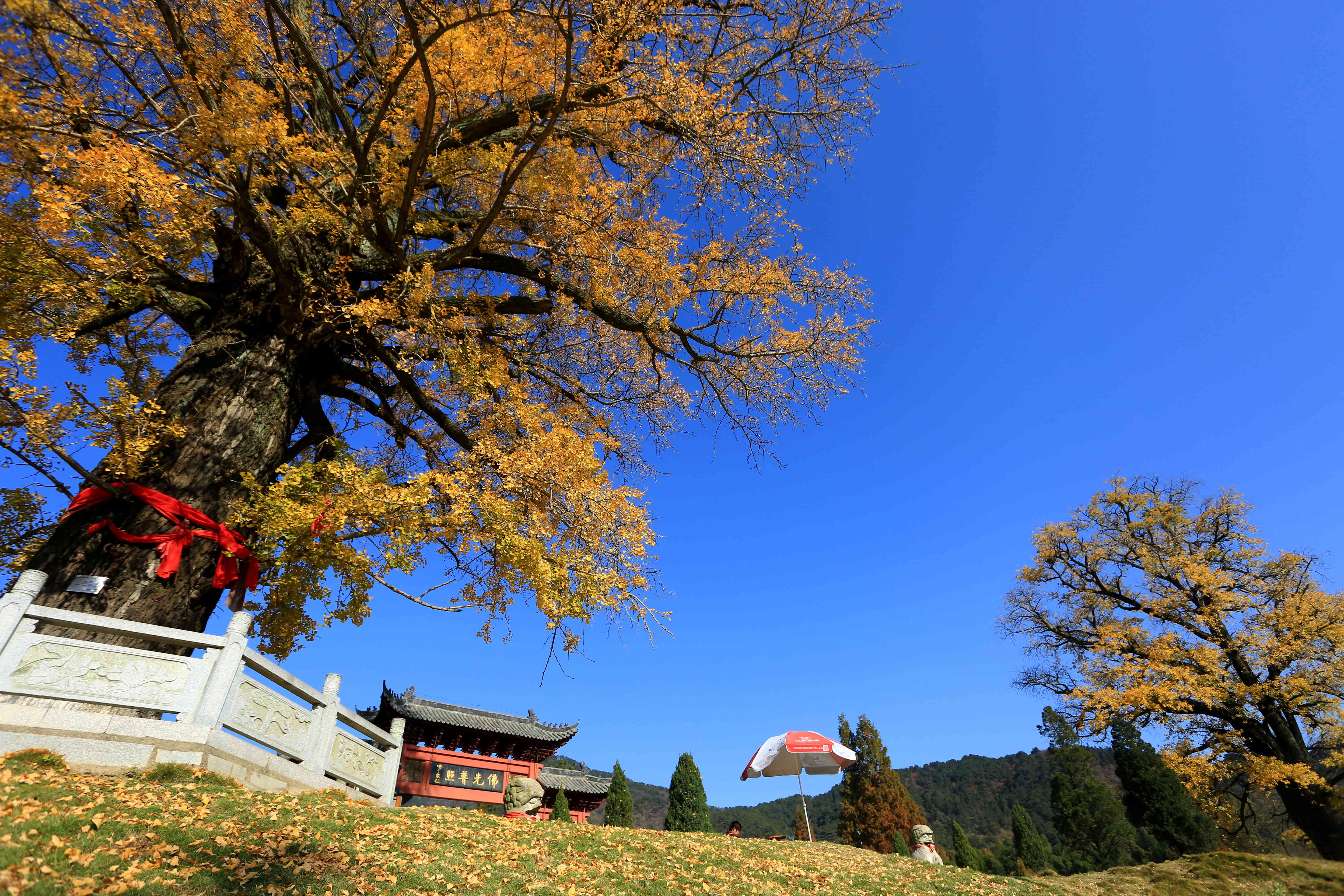 信阳黄柏山法眼寺数名僧人银杏树下祈福国泰民安繁荣昌盛