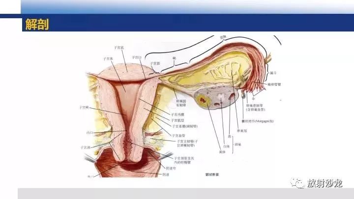 男女性生殖系统的重点(简述男女性生殖系统的器官组成)-第1张图片-鲸幼网