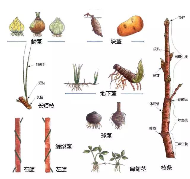 一分鐘認清植物結構來看超簡單明瞭的植物形態圖解