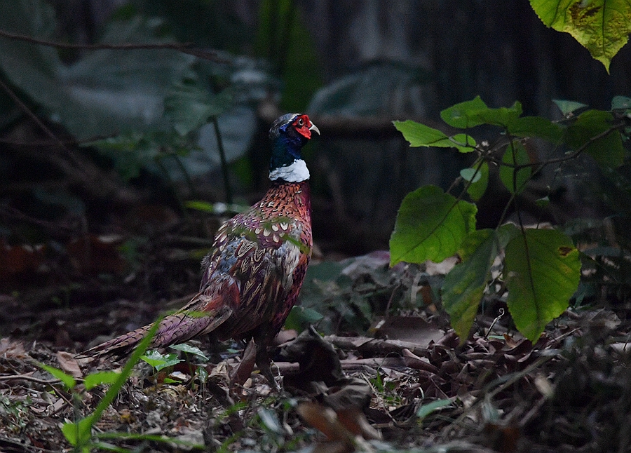 雉鸡(学名:phasianus colchicus,别名环颈雉,野鸡.2017.11.