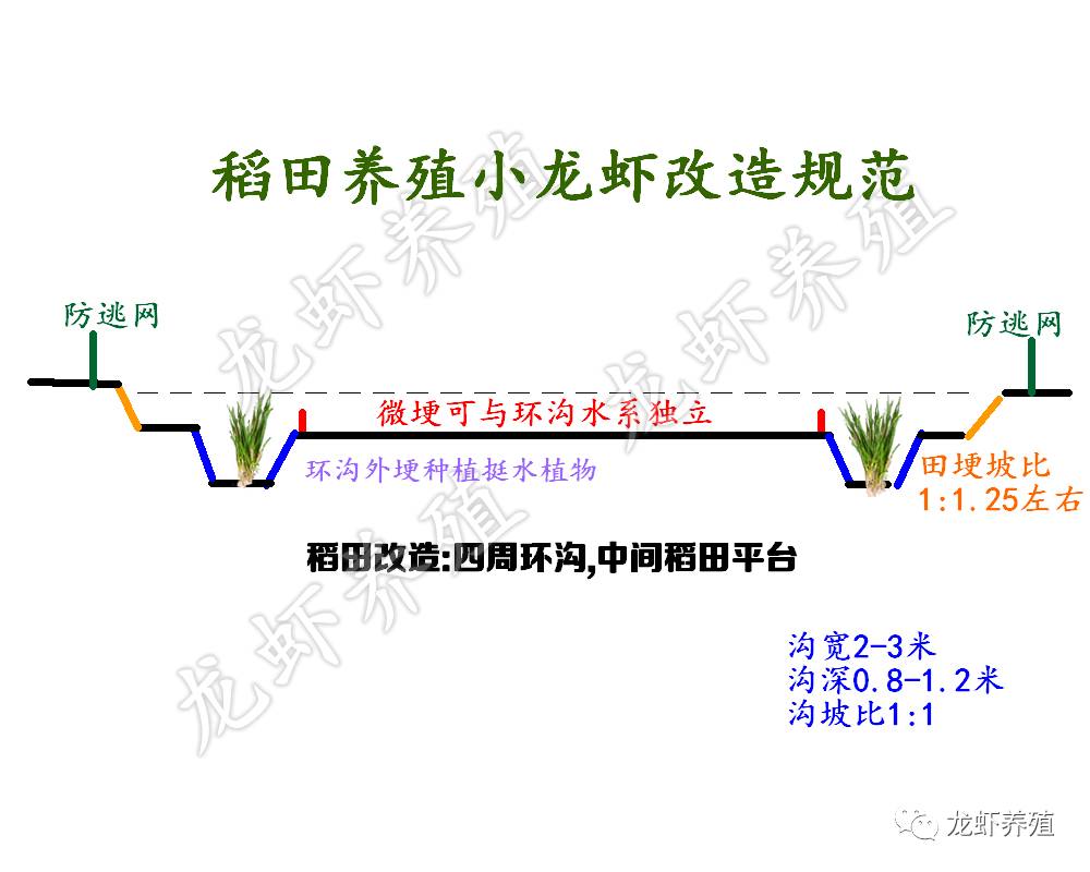 精养龙虾塘设计图图片