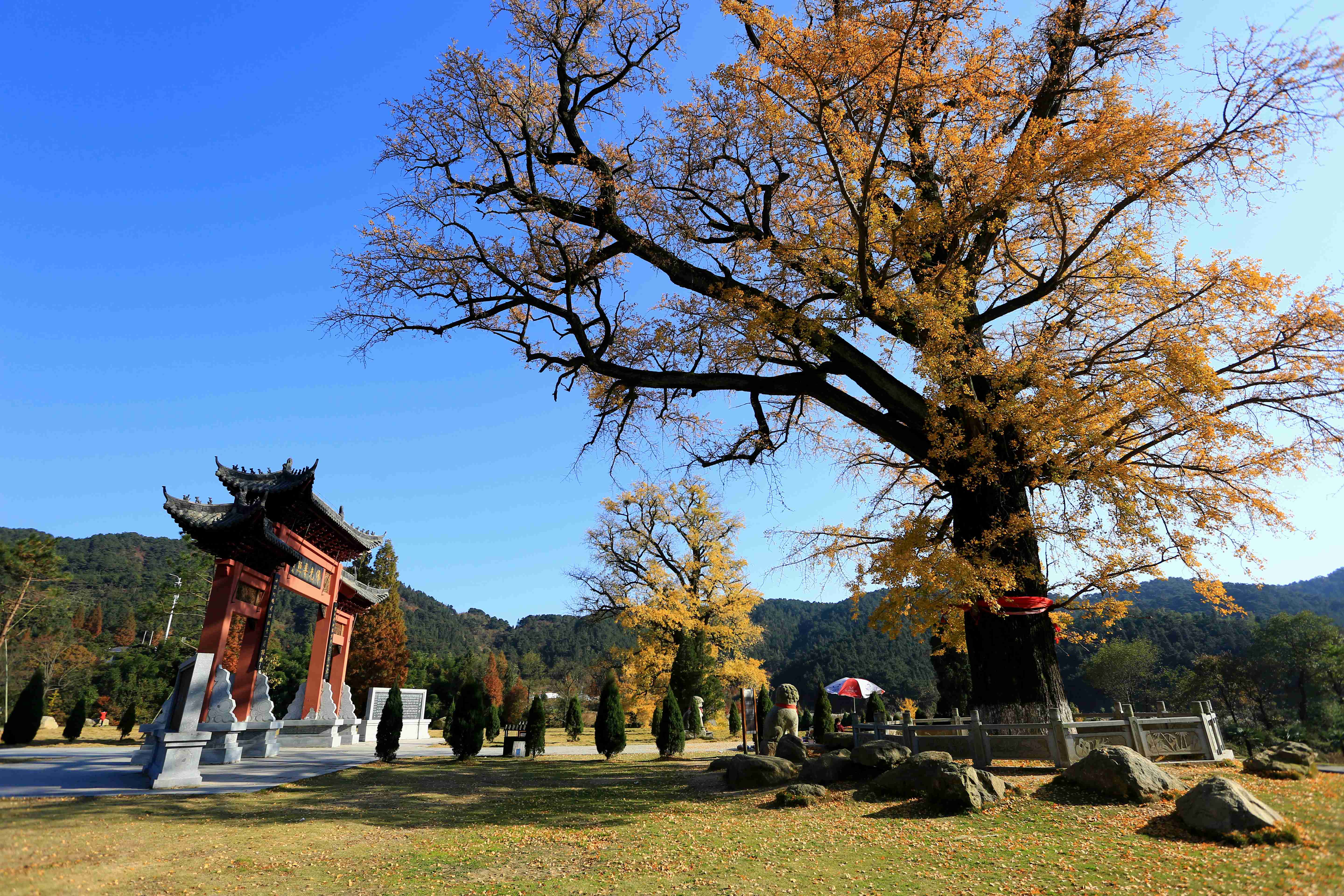 信阳黄柏山法眼寺数名僧人银杏树下祈福国泰民安繁荣昌盛