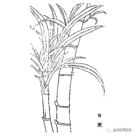 甘蔗毒过蛇?食蔗无病痛?