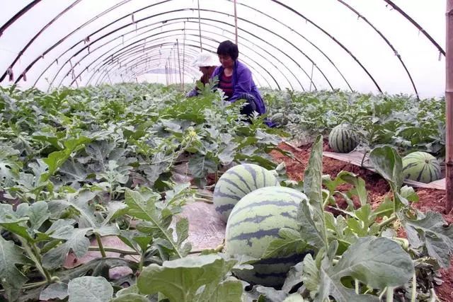 西瓜第二,低溫造成土壤溫度低,使土壤溫度長期處於20°c左右,甚至更低