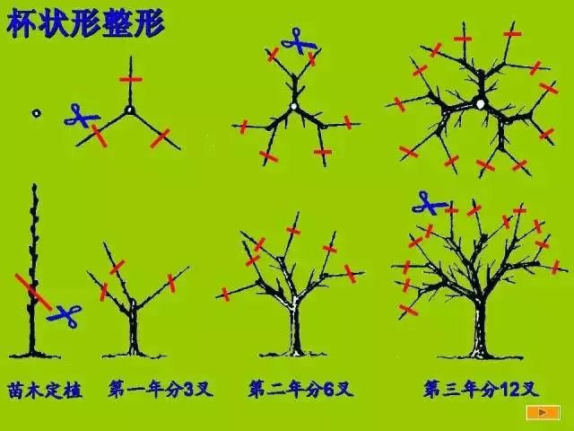 史上最全果树修剪图解桃树的修剪整形