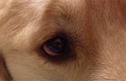 狗眼白发红是犬瘟图片