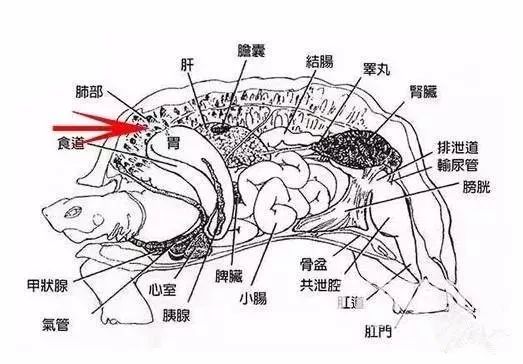 乌龟外形结构图图片