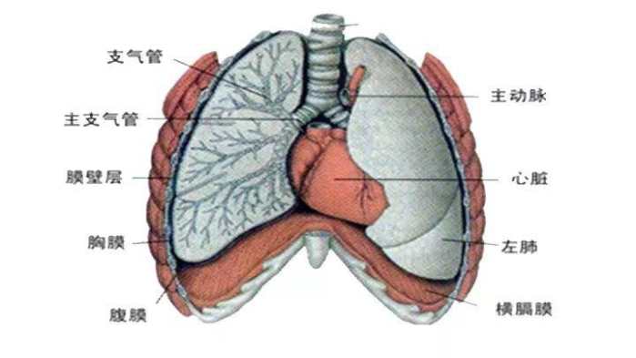 胸腔和肺的示意图图片