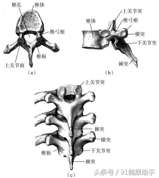 胸椎5一8节的示意图图片