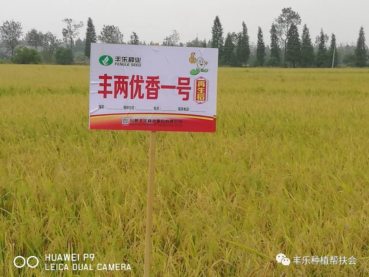 丰两优香一号再生稻图片