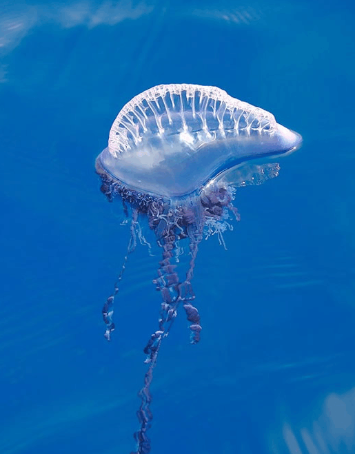 僧帽水母外形特征:僧帽水母,为暖水种是一种管水母,在水面上漂浮的淡