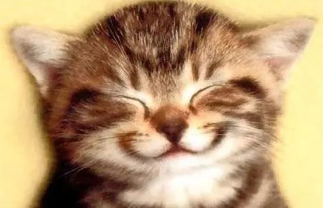 还有网红瓜皮酱爱笑的猫咪运气都不会太差笑是人类最基本的情绪