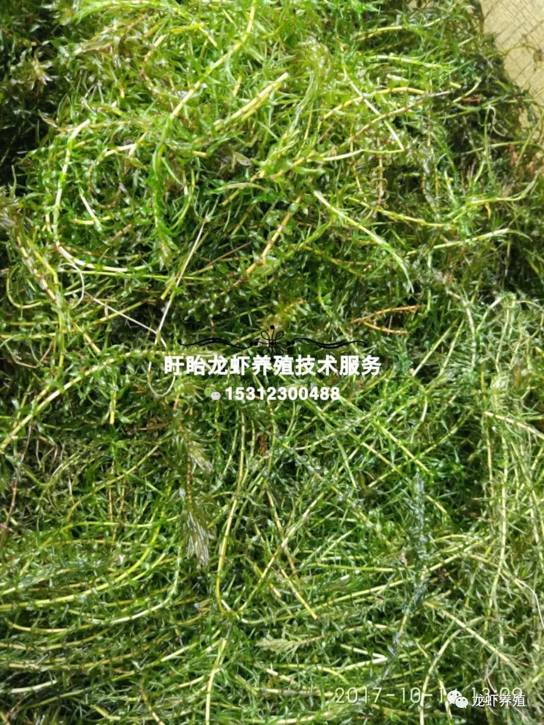 伊乐藻沉水植物:伊乐藻,耐寒矮生苦草,轮叶黑藻,金鱼藻,菹草,马来眼子