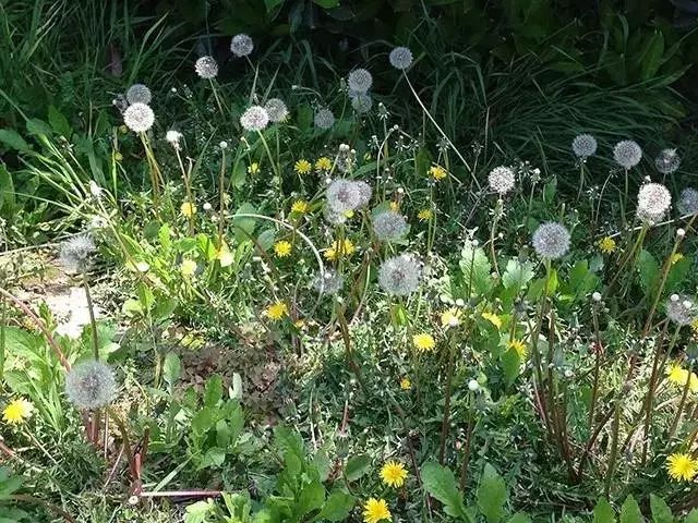 5,蒲公英附地菜以種子繁殖,秋季發芽,幼苗越冬,翌年春季迅速生長,開花