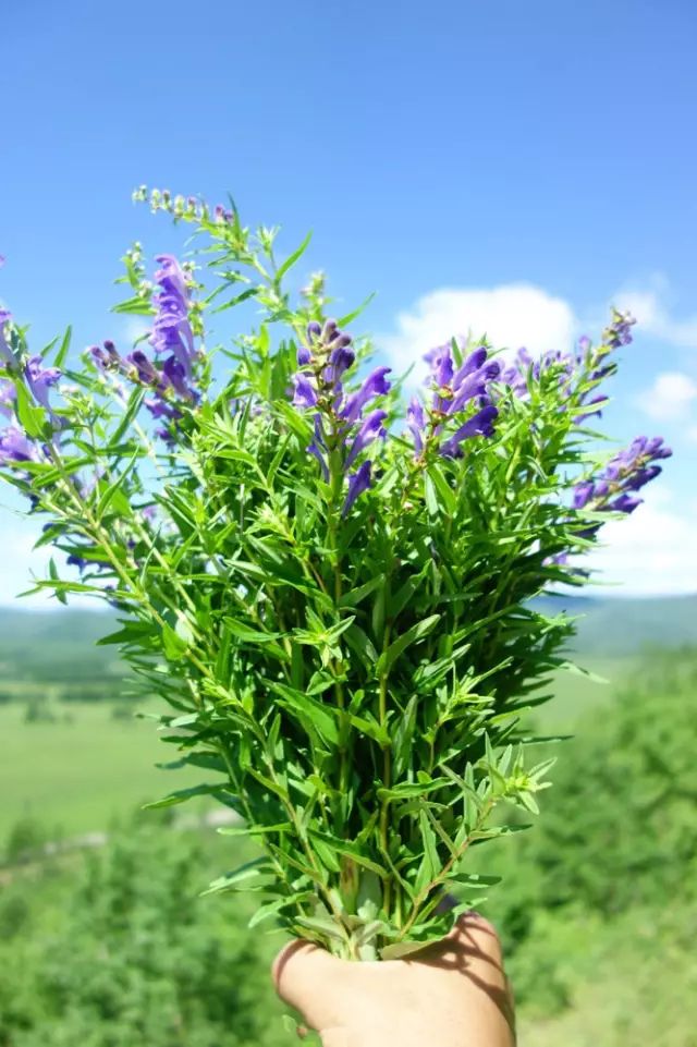 黄 芩黄芩,是一味中药,生长在森林里的秃山上,古源家家都会采摘一些制