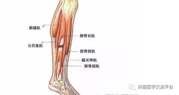 自腓骨外側面下三分之二小腿前後肌間隔,止於第五趾骨基地外側面粗隆