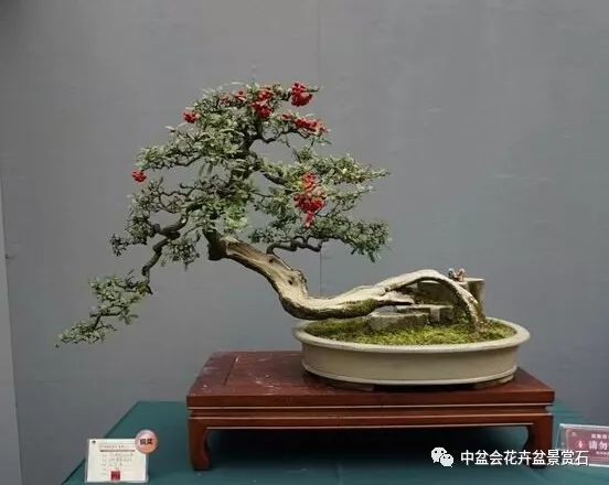 得到了成都百花潭公園領導和工作人員的從策劃到開展全過程的辛勤工作