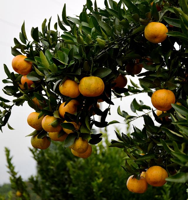 泸溪县武溪镇的早蜜椪柑成熟了 图集