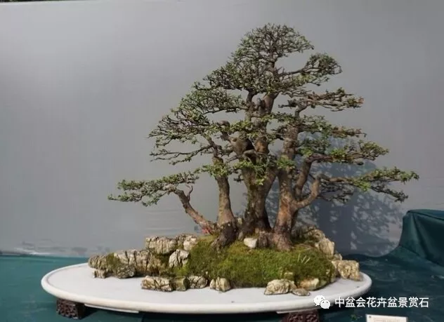 得到了成都百花潭公園領導和工作人員的從策劃到開展全過程的辛勤工作