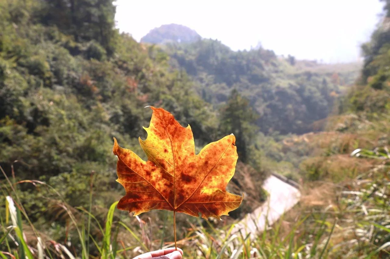 戀上湄江的秋,不捨隨風而去