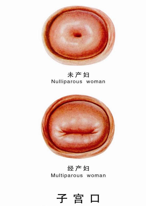 正常宫颈照片图片