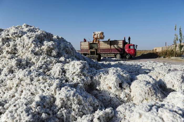 新疆棉花收获,采棉大军每人一天收100多公斤,日赚200元