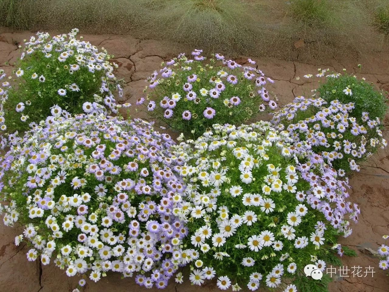 春季花海新風向五色菊