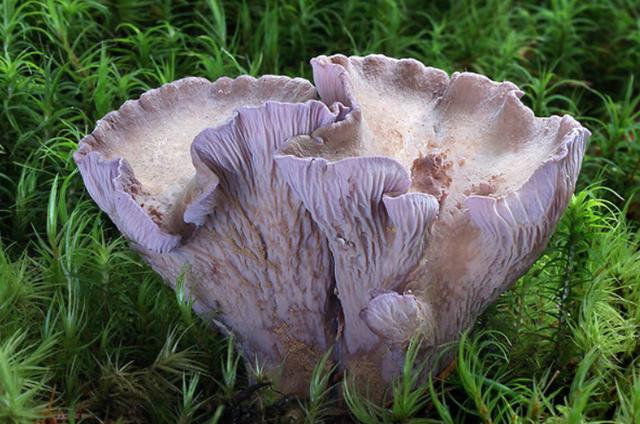 拉丁學名:[gomphus clavatus gray],又名地陀螺,棒狀喇叭菌,釘菇.