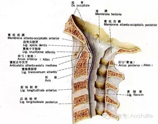 颈椎椎孔图片
