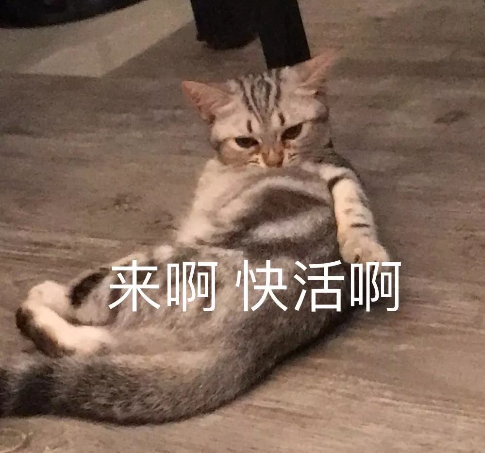 本期主题 自制表情包照 下期主题:最美人猫合照 下次主题美貌的铲屎