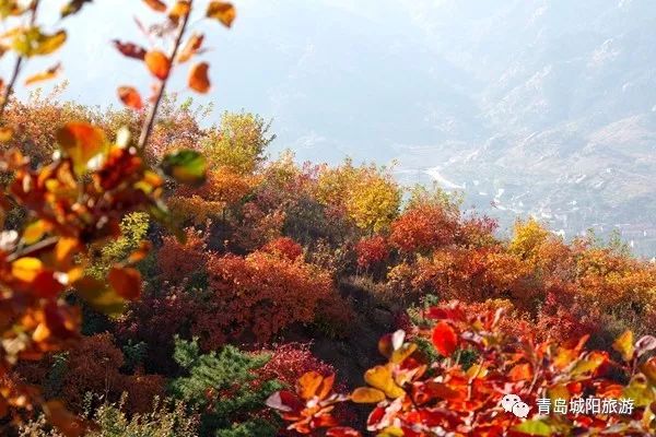 城陽太和山賞山巒神韻看紅葉滿山