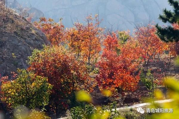 城陽太和山賞山巒神韻看紅葉滿山