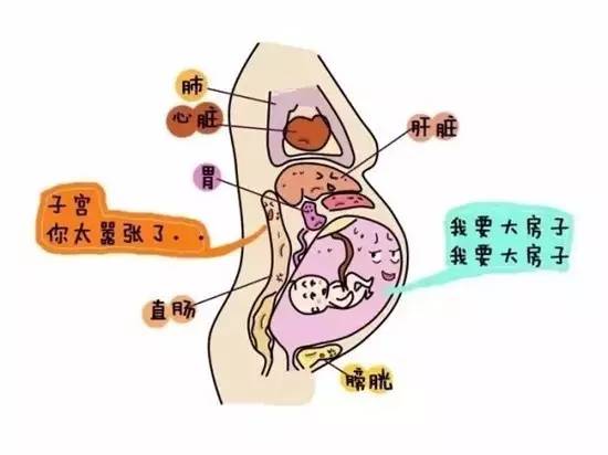 ▼怀孕9个月时,子宫几乎已经占据了整个腹腔,直接压迫胃,膈肌