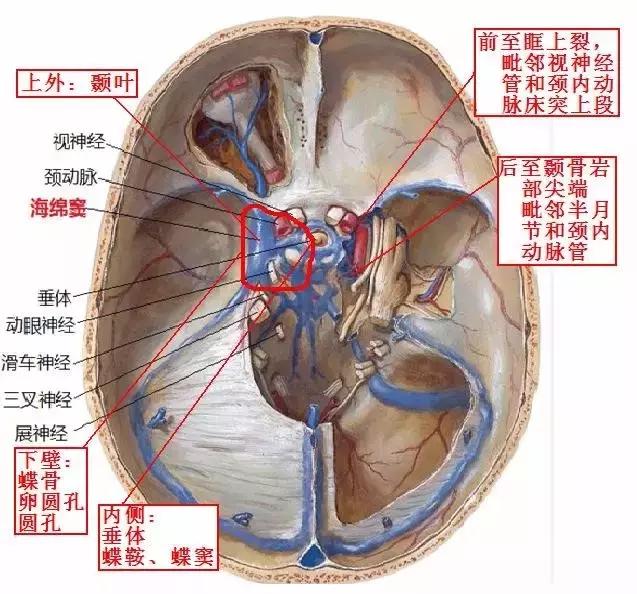 海绵窦磁共振解剖图图片