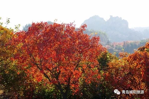 城陽太和山賞山巒神韻看紅葉滿山