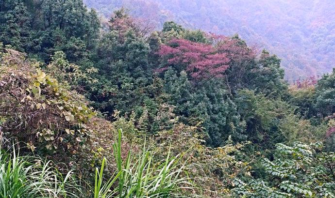 阳新父子山登山步道图片