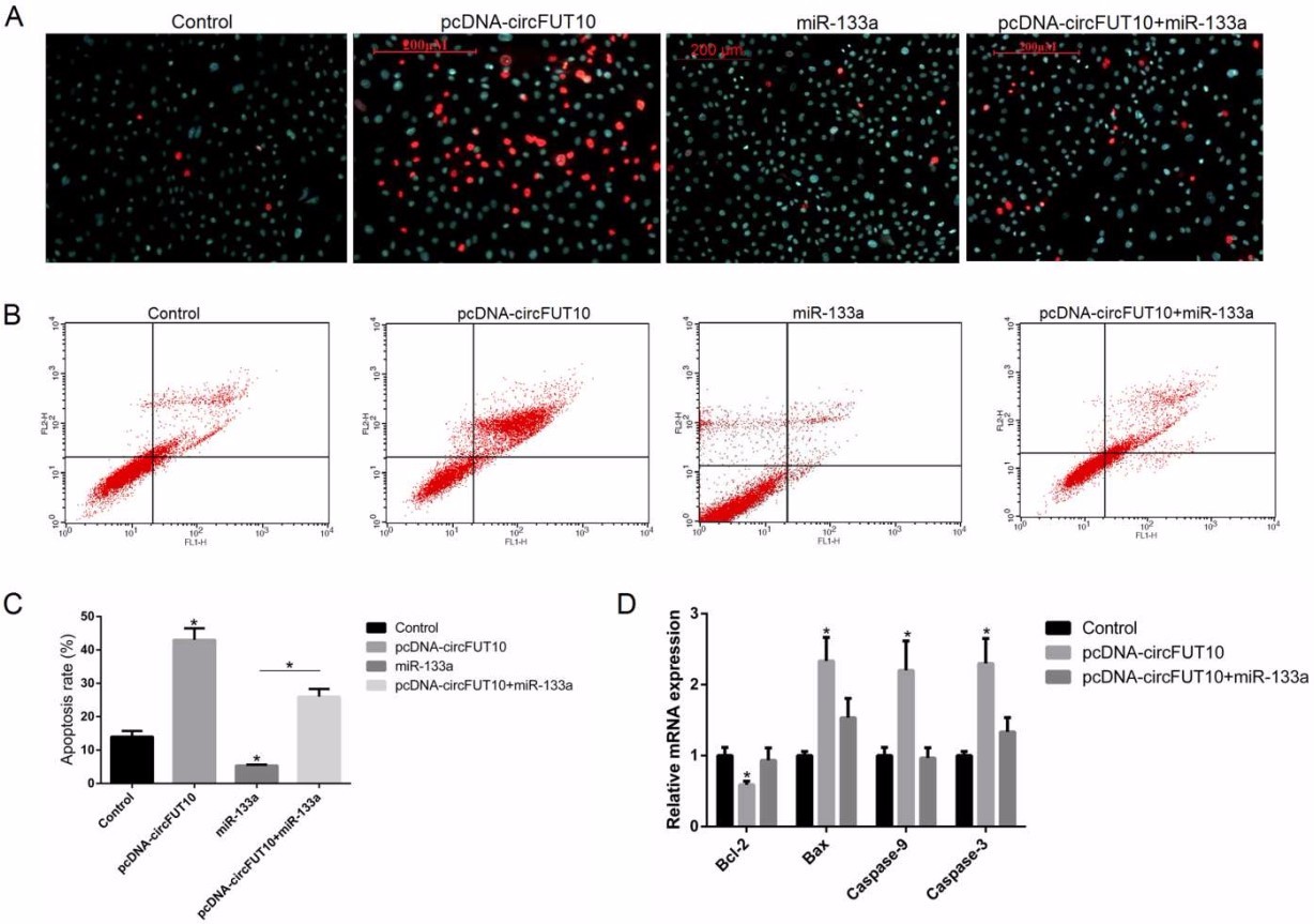 circfut10對細胞凋亡的影響