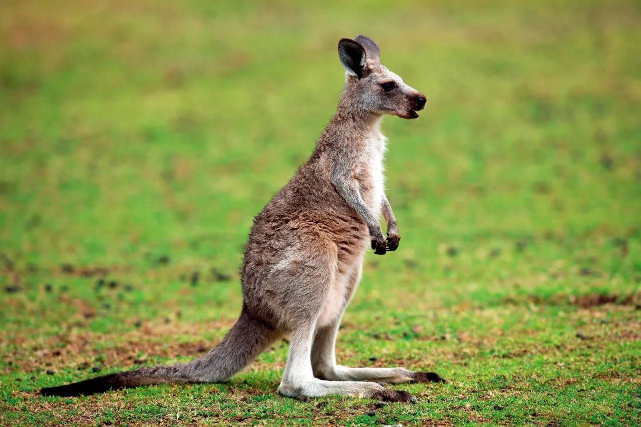 生活在澳大利亚塔斯马尼亚州的沙袋鼠,有一项令人吃惊的消遣,那就是