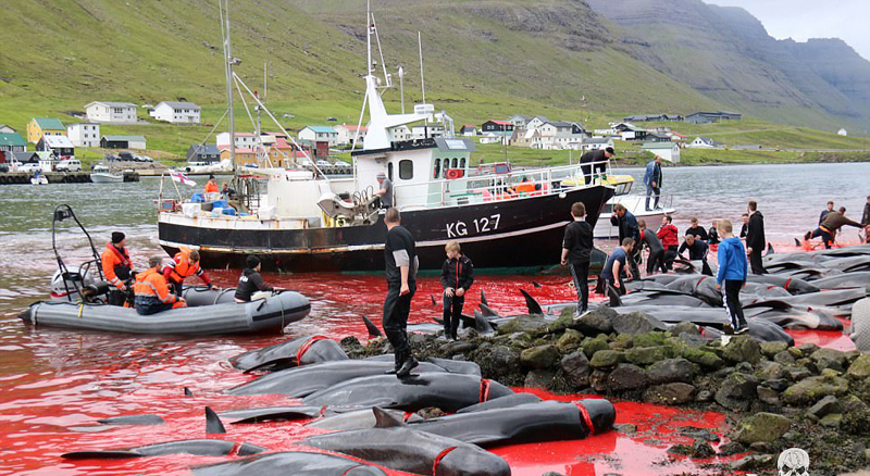法罗群岛数百鲸鱼海豚被捕杀 血染海湾