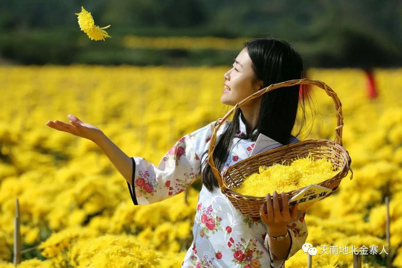 金秋時節菊花香黃花叢中美姑娘三張美圖引爆墨雅軒