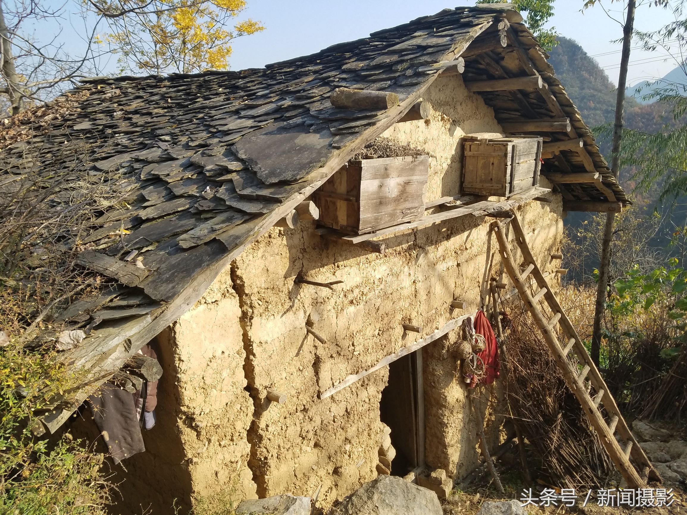 老屋成了牛栏农民的老土屋农民的老土屋村头的柿子树