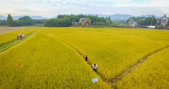 余杭惊现最美稻田,处处都是奢华的深秋美景!