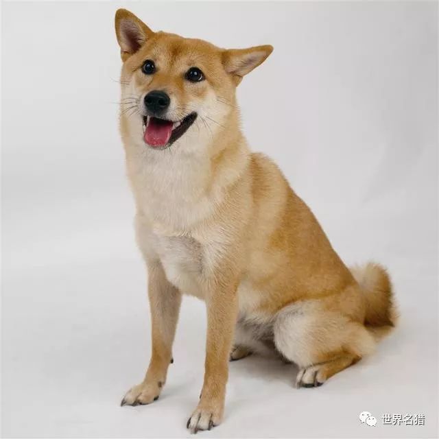 中型犬品种大全黄狗图片